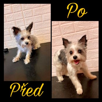 thumbnail petsitter Česká Třebová nebo páníček pro psi kočky