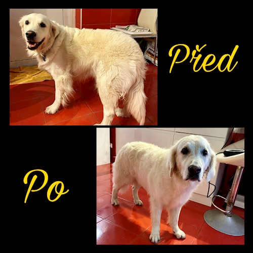 Bella- petsitter Česká Třebová nebo Páníček pro psi kočky