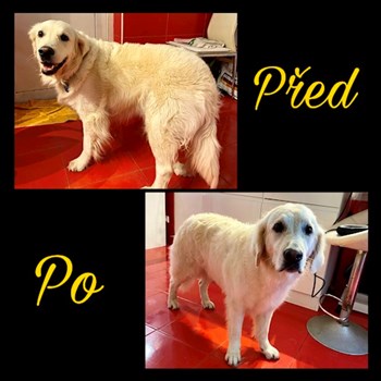 thumbnail petsitter Česká Třebová nebo páníček pro psi kočky