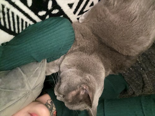 Bella- petsitter Česká Třebová nebo Páníček pro psi kočky