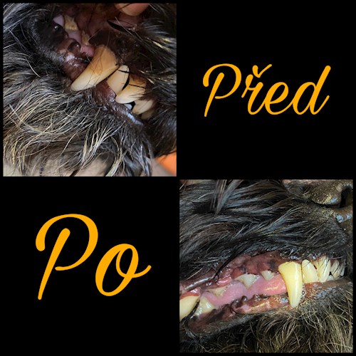 Bella- petsitter Česká Třebová nebo Páníček pro psi kočky