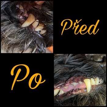 thumbnail petsitter Česká Třebová nebo páníček pro psi kočky