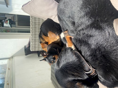 Tereza- petsitter Praha nebo Páníček pro psi