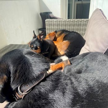 thumbnail petsitter Praha nebo páníček pro psi