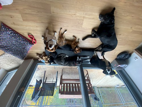 Tereza- petsitter Praha nebo Páníček pro psi