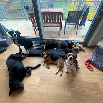 thumbnail petsitter Praha nebo páníček pro psi