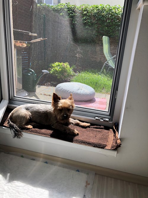 Michal- petsitter Praha or Pet nanny for dogs