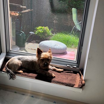 thumbnail petsitter Praha or pet nanny for dogs