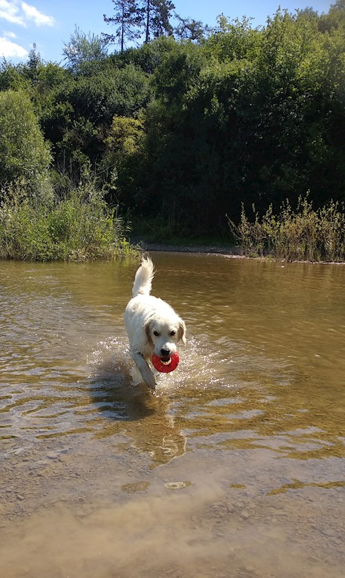 Iveta- petsitter Neratovice nebo Páníček pro psi kočky