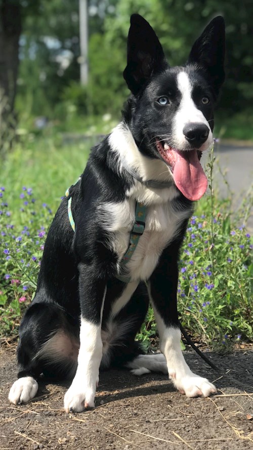 Laura- petsitter Ostrava nebo Páníček pro psi kočky