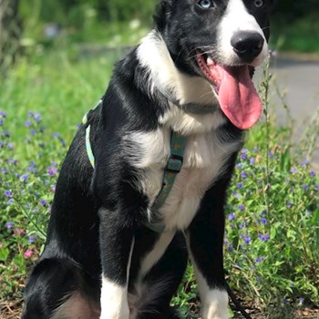 thumbnail petsitter Ostrava nebo páníček pro psi kočky