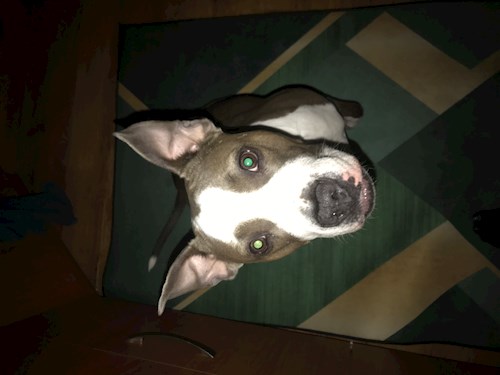 Laura- petsitter Ostrava nebo Páníček pro psi kočky