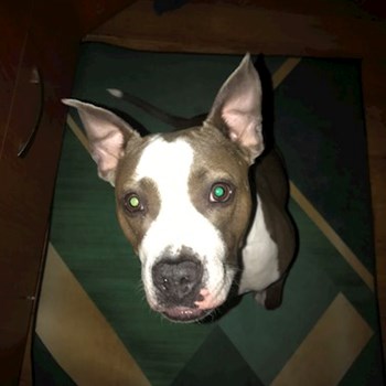 thumbnail petsitter Ostrava nebo páníček pro psi kočky