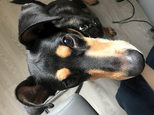 Laura- petsitter Ostrava nebo Páníček pro psi kočky