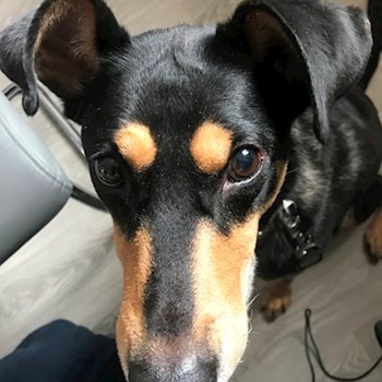 thumbnail petsitter Ostrava nebo páníček pro psi kočky