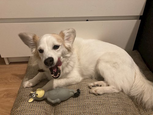 Petra- petsitter Kamenný Přívoz nebo Páníček pro