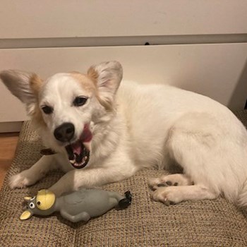 thumbnail petsitter Kamenný Přívoz nebo páníček pro