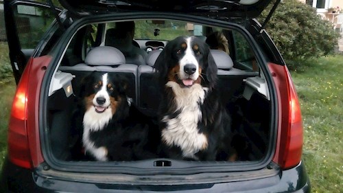 Petra- petsitter Kamenný Přívoz nebo Páníček pro