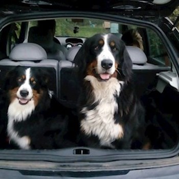 thumbnail petsitter Kamenný Přívoz nebo páníček pro