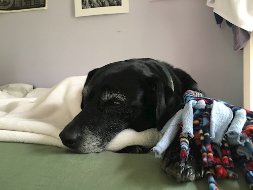 Emma- petsitter Prague nebo Páníček pro psi