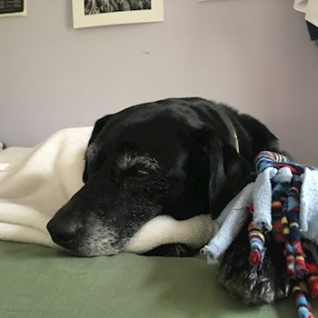 thumbnail petsitter Prague nebo páníček pro psi