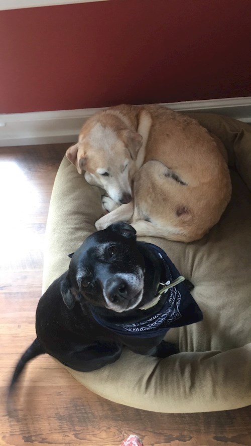 Emma- petsitter Prague nebo Páníček pro psi