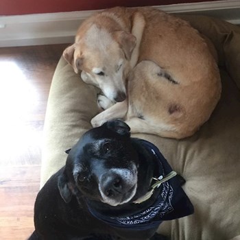 thumbnail petsitter Prague nebo páníček pro psi