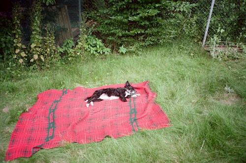 Kristína- petsitter Praha nebo Páníček pro psi kočky