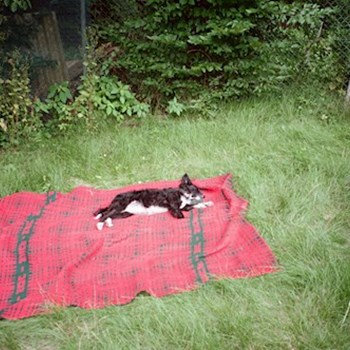 thumbnail petsitter Praha nebo páníček pro psi kočky