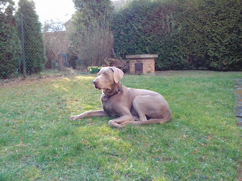 Zuzana- petsitter Ústí nad Labem nebo Páníček pro 