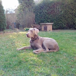 petsitter Ústí nad Labem nebo Páníček pro