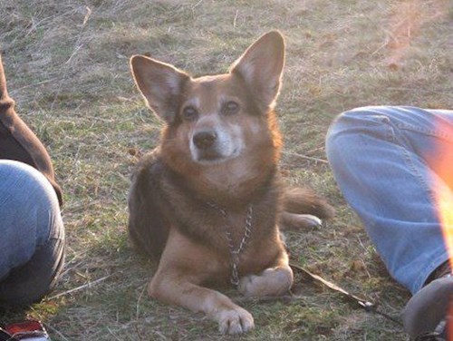 Dita- petsitter Praha nebo Páníček pro psi