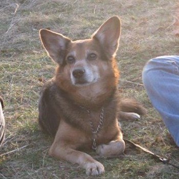 thumbnail petsitter Praha nebo páníček pro psi