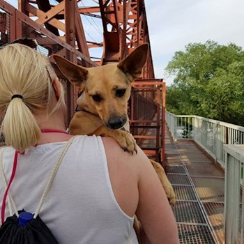 thumbnail petsitter Praha nebo páníček pro psi