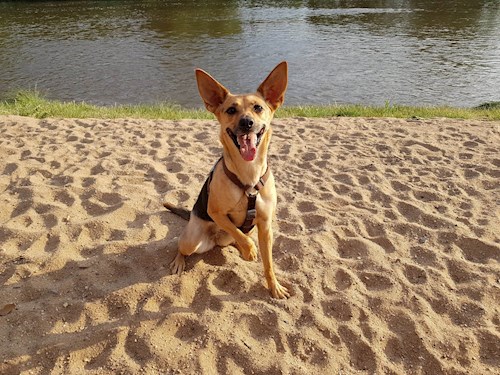 Dita- petsitter Praha nebo Páníček pro psi