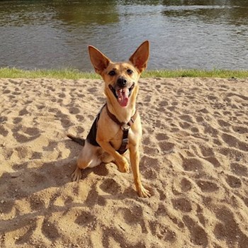 thumbnail petsitter Praha nebo páníček pro psi