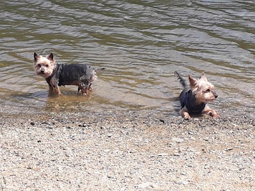 Dita- petsitter Praha nebo Páníček pro psi