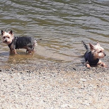 thumbnail petsitter Praha nebo páníček pro psi