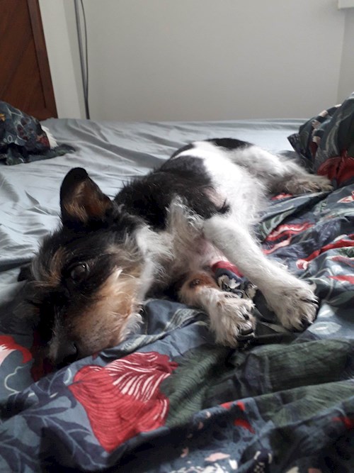 Dita- petsitter Praha nebo Páníček pro psi