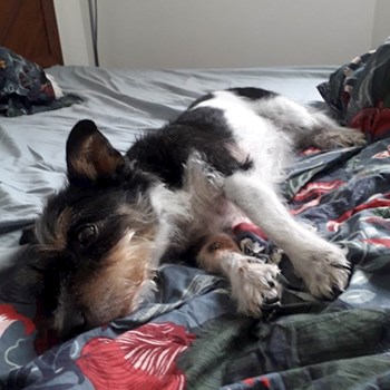 thumbnail petsitter Praha nebo páníček pro psi