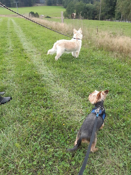 Dita- petsitter Praha nebo Páníček pro psi