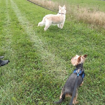 thumbnail petsitter Praha nebo páníček pro psi