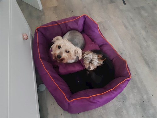 Dita- petsitter Praha nebo Páníček pro psi