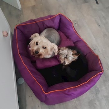 thumbnail petsitter Praha nebo páníček pro psi