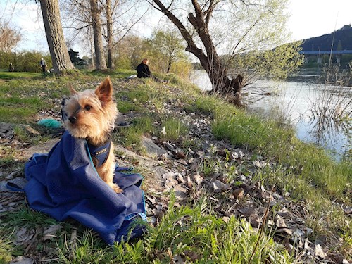 Dita- petsitter Praha nebo Páníček pro psi