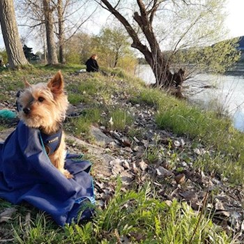 thumbnail petsitter Praha nebo páníček pro psi