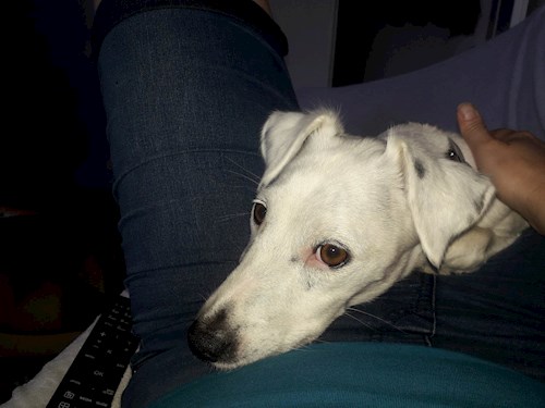 Dita- petsitter Praha nebo Páníček pro psi