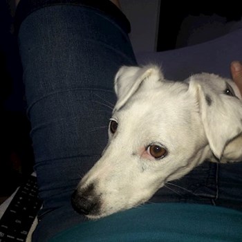 thumbnail petsitter Praha nebo páníček pro psi