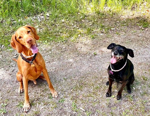 Martina- petsitter Hradec Králové nebo Páníček pro psi kočky