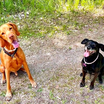 thumbnail petsitter Hradec Králové nebo páníček pro psi kočky